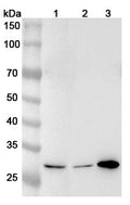 Western blot analysis was performed using anti-NQO1 polyclonal antibody at 1ug/mL on various samples.
Lane 1: Lncap cell lystae
Lane 2: LO2 cell lysate
Lane 3: A549 cell lysate