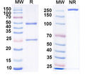 SDS-PAGE for Anti-CXCR2 Antibody (N146/19)