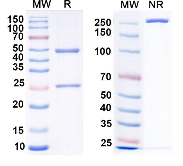 SDS-PAGE for Anti-CXCR2 Antibody (N146/23)