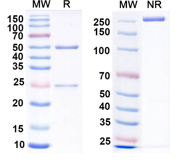 SDS-PAGE for Anti-CXCR2 Antibody (N146/18)