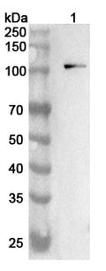 Western blot analysis was performed using anti-CDH3 polyclonal antibody at 1ug/mL  on various samples.
Lane 1: Mouse brain lysate