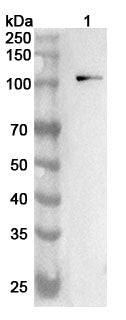 Western blot analysis was performed using anti-CDH3 polyclonal antibody at 1ug/mL  on various samples.
Lane 1: Mouse brain lysate