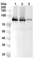 Western blot analysis was performed using anti-TGM2 polyclonal antibody at 1ug/mL on various samples.
Lane 1: HUVEC cell lysate
Lane 2: BxPC-3 cell lysate
Lane 3: A549 cell lysate