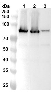 Western blot analysis was performed using anti-TGM2 polyclonal antibody at 1ug/mL on various samples.
Lane 1: HUVEC cell lysate
Lane 2: BxPC-3 cell lysate
Lane 3: A549 cell lysate