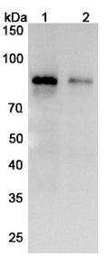 Anti-Human TGM2 Reference Antibody (Zampilimab) – Figure 1 of 3