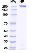 Anti-Human Integrin beta 6 Reference Antibody (Sigvotatug) – Figure 1 of 1