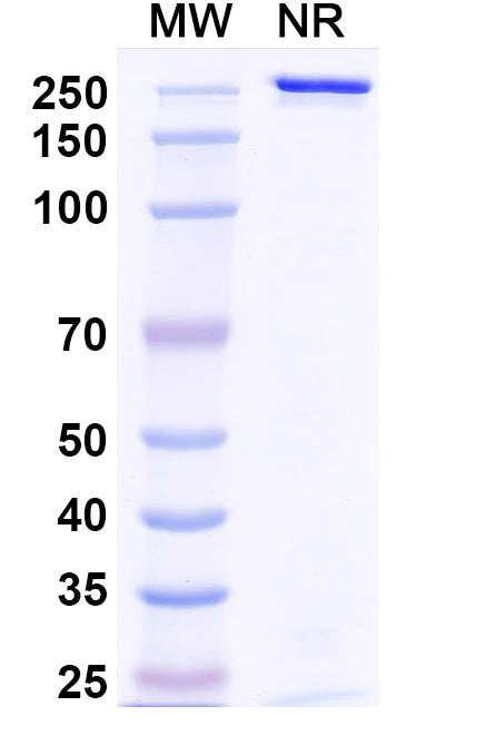 Anti-Human Integrin beta 6 Reference Antibody (Sigvotatug) – Figure 1 of 1