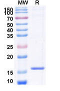 SDS-PAGE for Anti-Human CXCR7/ACKR3 Nanobody (SAA0795).