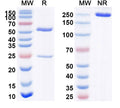 Anti-Human GP88/GRN Reference Antibody (AG1) – Figure 1 of 1