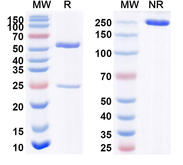 Anti-Human GP88/GRN Reference Antibody (AG1) – Figure 1 of 1