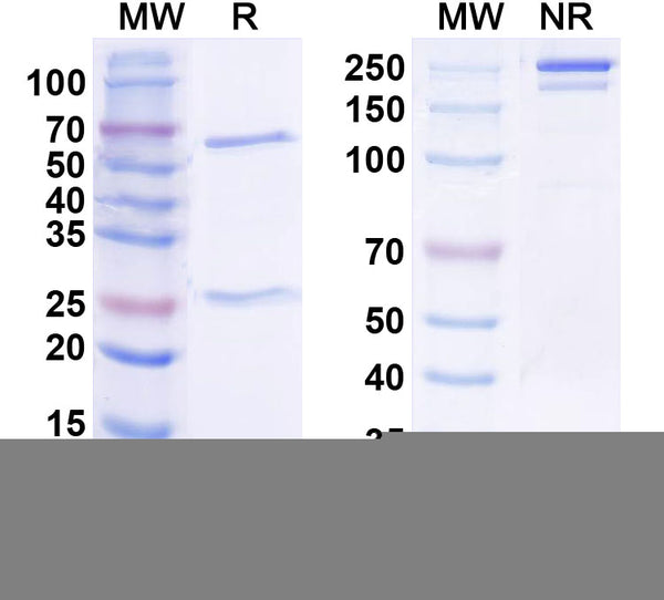 SDS-PAGE for Anti-Human FLT1/VEGFR1 Monoclonal Antibody (1A418)