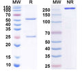 Anti-Human Tenascin C Reference Antibody (Tenatumomab) – Figure 1 of 1