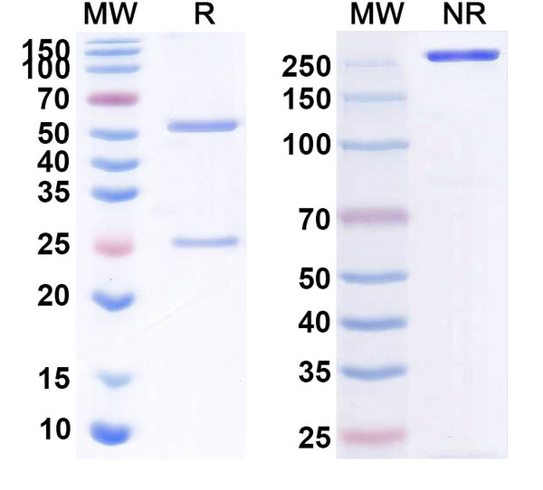 Anti-Human Tenascin C Reference Antibody (Tenatumomab) – Figure 1 of 1
