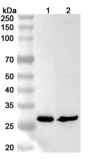 Western blot analysis was performed using anti-RTP2  polyclonal antibody at 1ug/mL on various samples.
Lane 1: Mouse liver lysate
Lane 2: Rat liver lysate