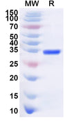 Recombinant Human PARP6 Protein, N-His