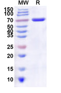 Recombinant Human ATP11A Protein, N-His