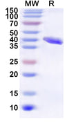 Recombinant Human RPL26 Protein, N-GST & C-His