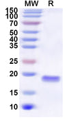 Recombinant Human FLOT2 Protein, N-His