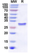 Recombinant Human ABCC10 Protein, N-His