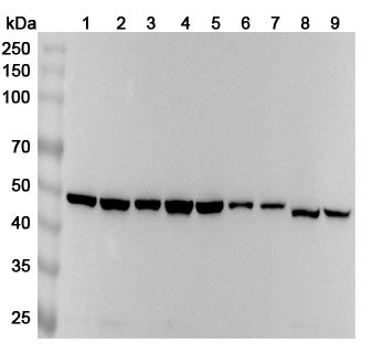 Western blot analysis was performed using anti-HNRNPF  polyclonal antibody at 1ug/mL on various samples.
Lane 1: Lncap cell lysate
Lane 2: Jurkat cell lysate
Lane 3: K562 cell lysate
Lane 4: NIH3T3 cell lysate
Lane 5: 4T1 cell lysate
Lane 6: SH-SY5Y cell lysate
Lane 7: U2OS cell lysate
Lane 8: HepG2 cell lysate
Lane 9: Mouse lung lysate