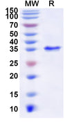 Recombinant Human SUB1 Protein, N-GST & C-His