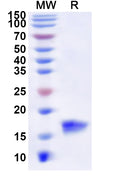 Recombinant Human MTPN Protein, N-His
