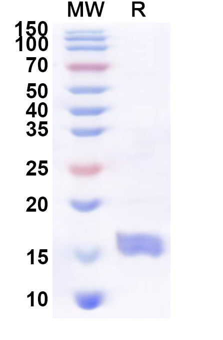 Recombinant Human CD300H Protein, N-His