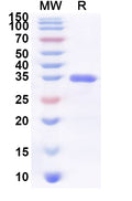Recombinant Human SULT1C3 Protein, N-His