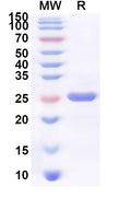 Recombinant Human FAHD1 Protein, N-His