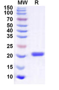 Recombinant Human POLR2F Protein, C-His
