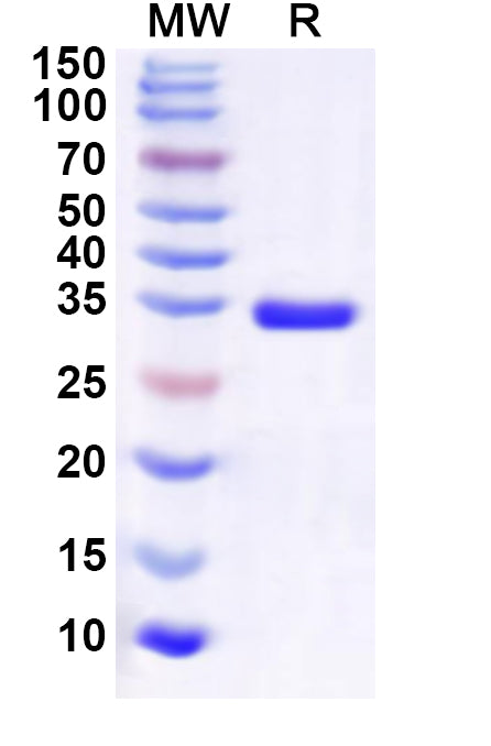 Recombinant Human UFM1 Protein, N-GST & C-His