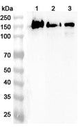 Western blot analysis was performed using anti-APBA1 polyclonal antibody at 1ug/mL on various samples.
Lane 1: Mouse brain lysate
Lane 2: Mouse cerebellum lysate
Lane 3: Rat cerebellum lysate