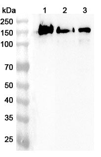Western blot analysis was performed using anti-APBA1 polyclonal antibody at 1ug/mL on various samples.
Lane 1: Mouse brain lysate
Lane 2: Mouse cerebellum lysate
Lane 3: Rat cerebellum lysate