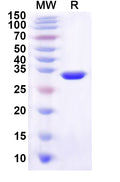 Recombinant Human MORN3 Protein, N-His