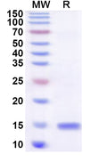 Recombinant Human BLOC1S2 Protein, N-His