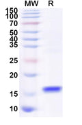 Recombinant Human CALHM4 Protein, N-His
