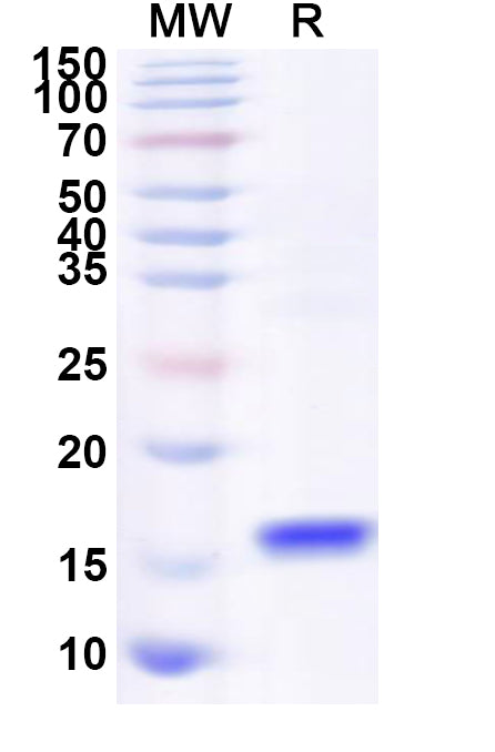 Recombinant Human CALHM4 Protein, N-His