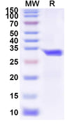 Recombinant Human ATG10 Protein, N-His