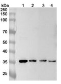 Western blot analysis was performed using anti-CRYZ polyclonal antibody at 1ug/mL on various samples.
Lane 1: HepG2 cell lysate
Lane 2: K562 cell lysate
Lane 3: Jurkat cell lysate
Lane 4: Raji cell lysate