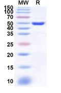 Recombinant Human PMPCA Protein, N-His