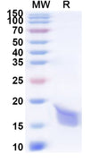 Recombinant Human LAMTOR4 Protein, N-His