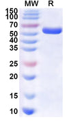 Recombinant Human SF3A3 Protein, N-His