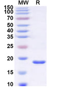 Recombinant Human SEC24A Protein, N-His