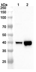 Western blot analysis was performed using anti-PTER polyclonal antibody at 1ug/mL on various samples.
Lane 1: Mouse liver lysate
Lane 2: Rat kidney lysate