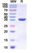 Recombinant Human CD3G Protein, N-GST & C-His
