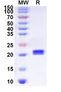 Recombinant Human COLEC12 Protein, N-His