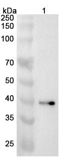 Anti-UBXN2B Polyclonal Antibody – Lane 1: A549 cell lysate
