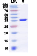 Recombinant Human NAPA Protein, N-His