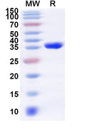Recombinant Human PDLIM3 Protein, N-GST & C-His
