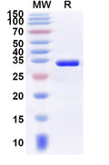 Recombinant Human SAFB Protein, N-GST & C-His